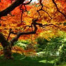 treeadjustedcolorslowjpxx4 treeadjustedcolorslowjpxx4