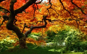 treeadjustedcolorslowjpxx4 treeadjustedcolorslowjpxx4